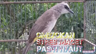 Download lagu Trucuk ombyokan,Trucuk stres macet bunyi wajib coba pancingan trucukan gacor ini mp3