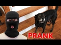 Burglar PRANK on my Dog! (Gone Wrong)