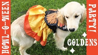 Golden Retriever Howl-o-ween Party!! | Crazy8Family