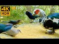 Cat TV for Cats to Watch 😺 Pretty Birds, Ducks 🐭 Cute Rats, Squirrels 🐿 8 Hours 4K HDR 60FPS