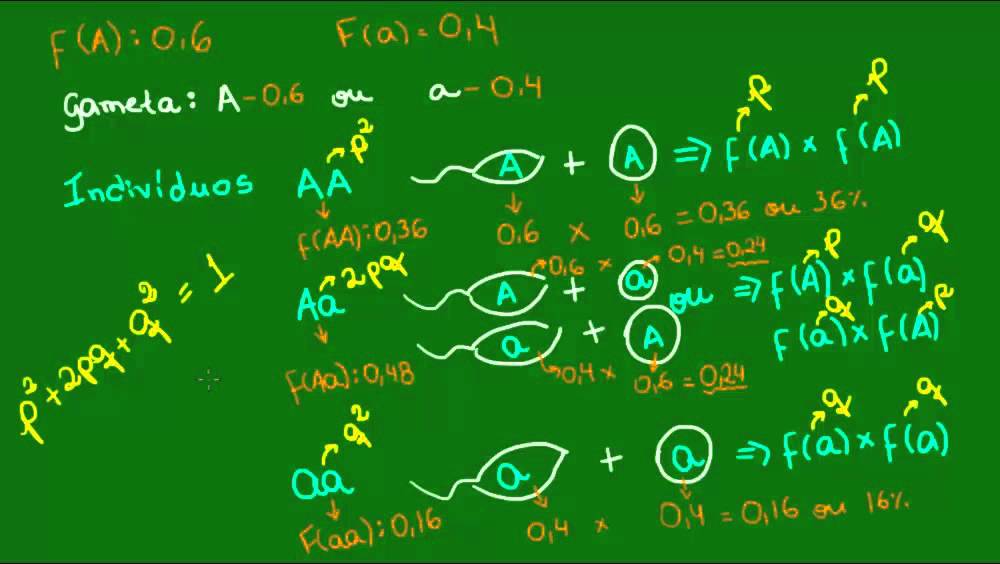 Princípio de Hardy-Weinberg - Evolução - Biologia