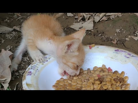 Orphan Kitten Loves To Eat Cat Food His Nursing Mother Cat Also Feeding Him Milk