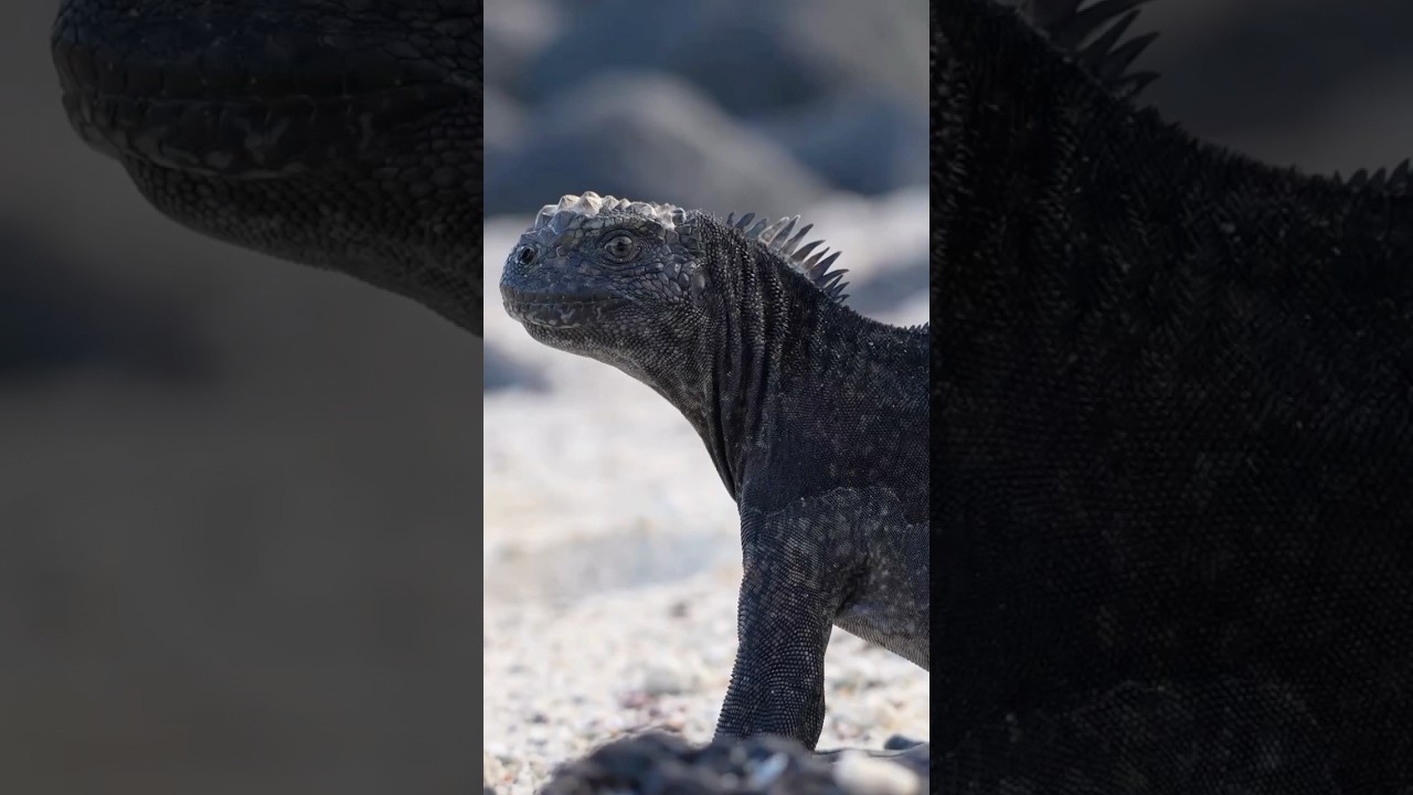Why do marine iguanas swim in the ocean?