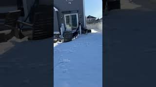 Video preview image #1 Rottweiler Puppy For Sale in Hillsboro, NH, USA