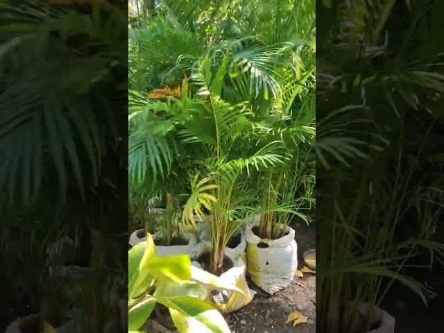 Vídeo relacionado con Areca Natural Palma de Altos Tallos y Aspecto Elegante