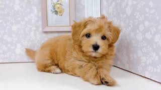 ハーフ犬の動画01
