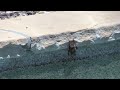 Bat On Swimming Pool Wall Anthem AZ USA 6 21 24 HD 720p