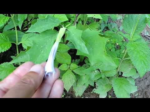 Capital Naturalist: Jimsonweed