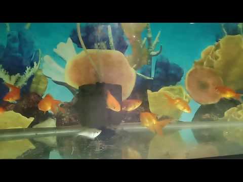 The Best 4K Aquarium for Relaxation II Relaxing Oceanscapes Satisfying Video