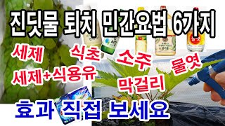 진딧물 퇴치법. 세제, 세제+식용유, 식초, 소주, 막걸리, 물엿 등 많이 알려져 있으면서 주변에 있고 고 …