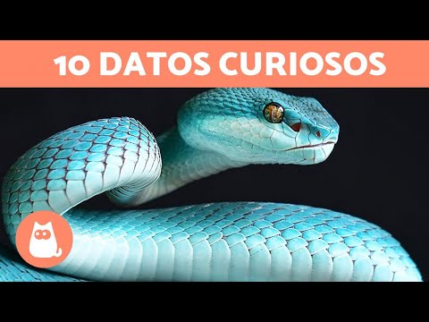 10 CURIOSIDADES que NO sabías de las SERPIENTES 🐍