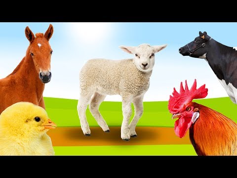 Boerderijdieren leren 🐔🐷 Dierenfilmpje voor peuters - Nederlands 🐴