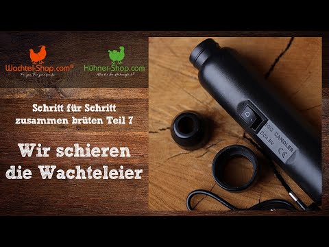 Wir schieren die Wachteleier - Schritt für Schritt zusammen brüten Teil 7