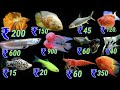Wholesale Aquarium Fish Suppliers In India