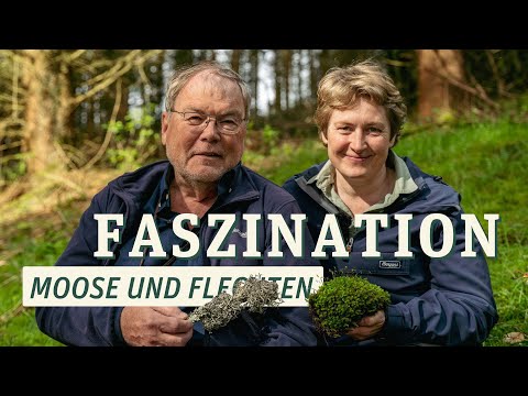 Moose und Flechten - erstaunliche Lebewesen