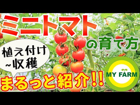 トマトの育て方: 好きな野菜の育て方 庭の練習
