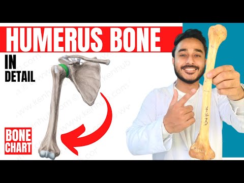 humerus bone anatomy 3d | anatomy of humerus bone attachments anatomy | bones of upper limb