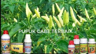 Download lagu Mengejutkan Inilah Panen Cabe Dengan Pupuk Nasa mp3 Download lagu Mengejutkan Inilah Panen Cabe Dengan Pupuk Nasa mp3