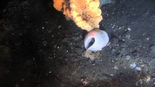 THE BERING SEA SUBMARINE ADVENTURES - Take sample