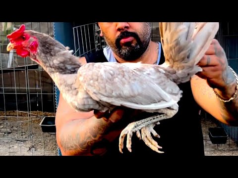 Savala Boles Blue Hennie Black - Beautiful Birds Savala Fowl in Modesto California