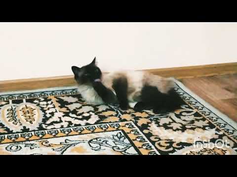 Наша кошка Сима