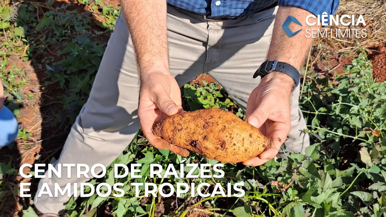 Ciência Sem Limites | Centro de Raízes e Amidos Tropicais