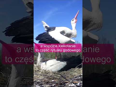 Kiedy bociany klekoczą