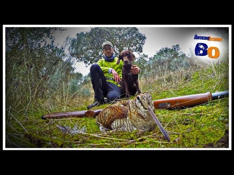 CAZA DE BECADAS ¡Susto con JABALI!