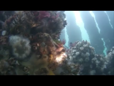 " GoPro " Scuba Diving in the Pacific Northwest - (Artificial Reef Dive)