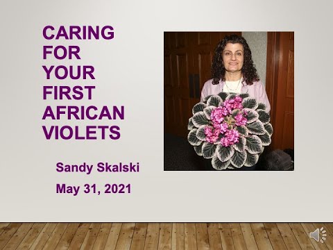 Caring For Your First Violets - Sandra Skalski