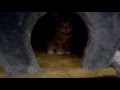 милый котенок разговаривает 