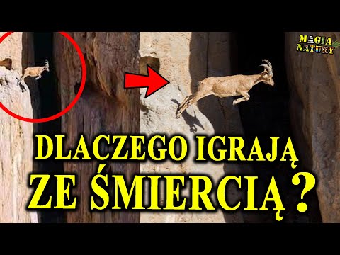 Climbing Machines - GOATS - Why Do They Play with Death?