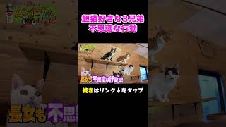 超がつくほど猫が好き！な3兄弟の謎行動