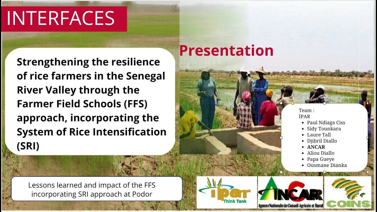Resilience of rice farmers | Senegal River Valley | INTEWRFACES