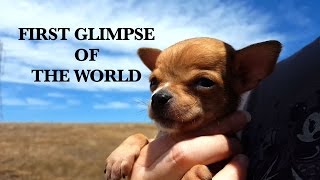 First Glimpse of the World