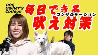 【吠え改善トレーニング】ホワイトシェパード吠えなどの問題行動をいかに改善するかを総合的に解説。日々気を付けることで改善されていきます。