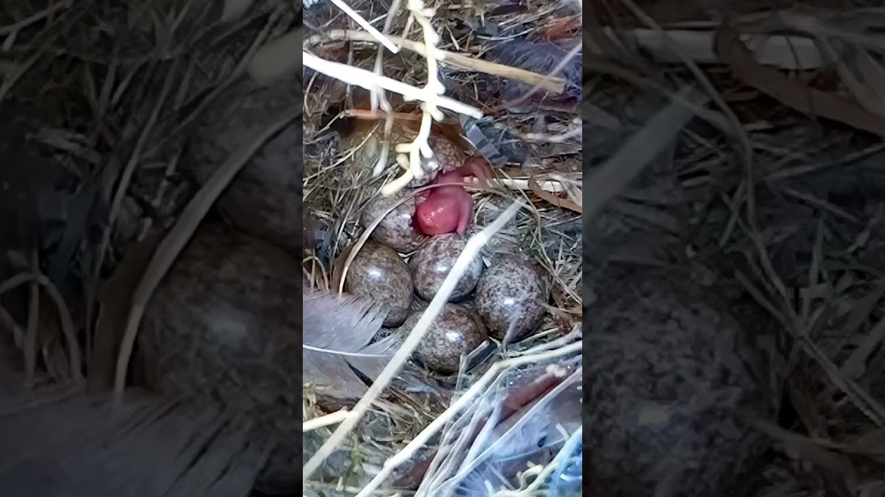 Tree sparrow eggs hatch #wildlife #birdwatching #nature #nest #birds #sparrow #youtubeshot