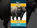 buffalo - búfalo video thumbnail