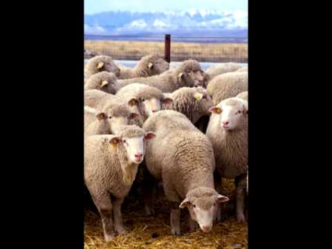 Ansamblu Coitaj - Diss Show Bizz