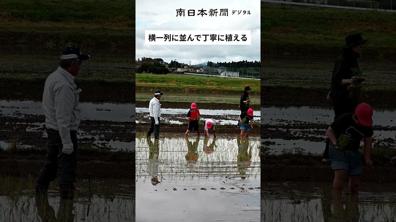 超早場米「金峰コシヒカリ」の手植えに挑戦