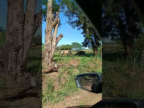 chácara da Rose sebold em Nova esperança do sudoeste do Paraná