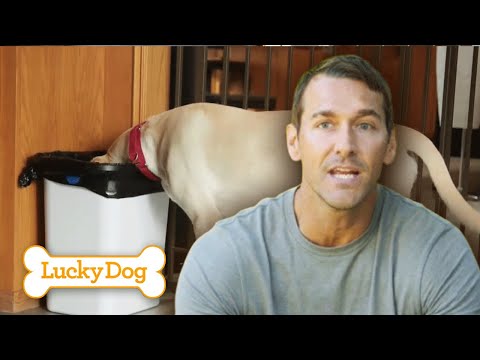 Training a High-Energy 6-Month-Old Lab Puppy! | Lucky Dog