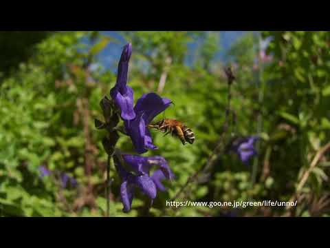 メドーセージの花で吸蜜するコシブトハナバチ　66倍スローモーション