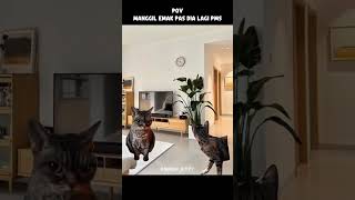 Download lagu ooyy takuut #kucingmeme #mother #emakemak #funny #memengakakkocak #viral #catmemes #viral #pov #fyp mp3