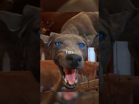 I Found The Real Chupacabra