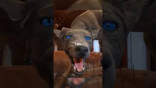 I Found The Real Chupacabra