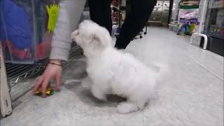 Bichón Maltés en Oviedo. Animales en Pajarería Amazonas