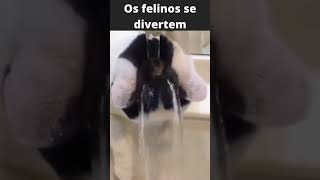 Os felinos se divertem #shorts