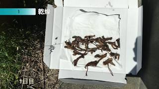 プロジェクト　たんぽぽコーヒー　中編