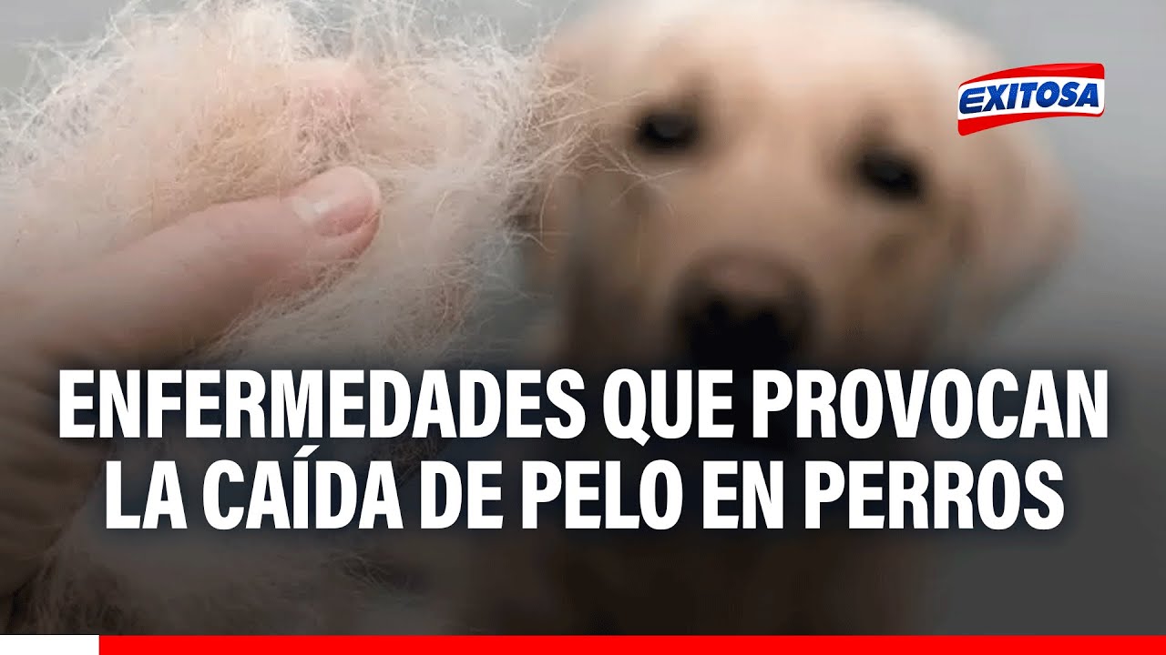 🔴🔵 Enfermedades que prvocan la caída de pelo en perros